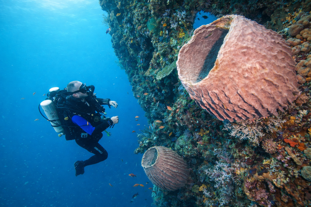 Safari plongée intensif 7 jours à Bali récifs coralliens d’Amed
