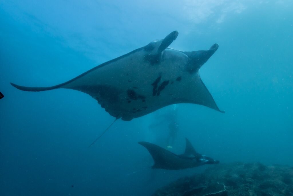 Safari plongée intensif 7 jours à Bali avec raies manta à Nusa Penida