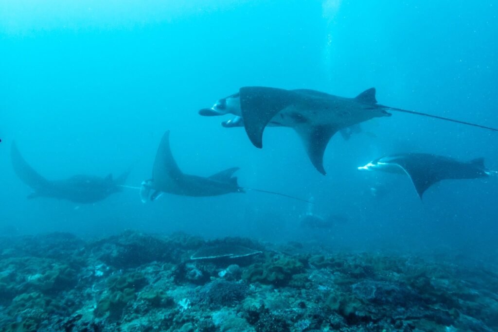 Safari plongée Bali 16 jours à Nusa Penida avec manta